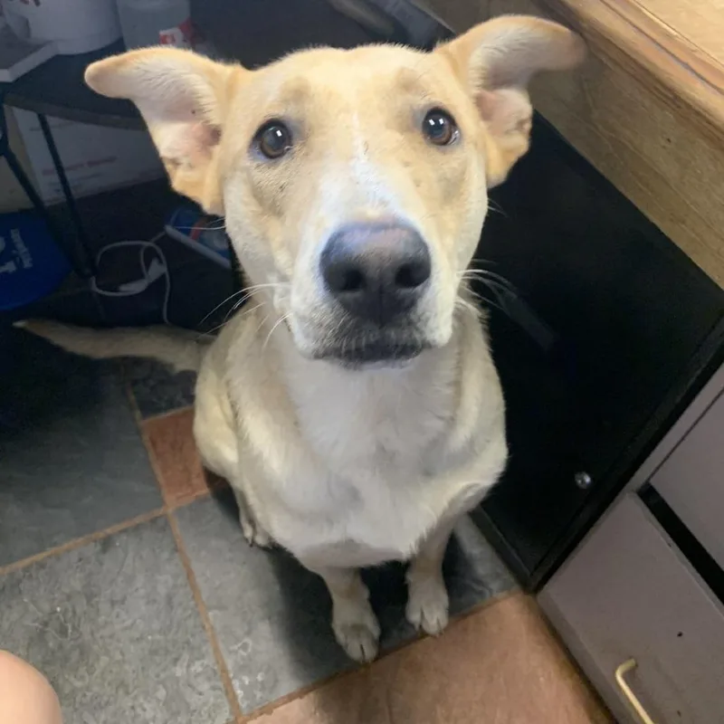 An adult large-sized male White / Cream White German Shepherd dog named Hobo for adoption in Laurel, MS