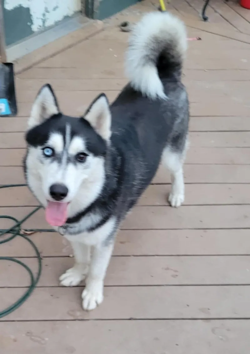 Riff & Raff thumbnail 3