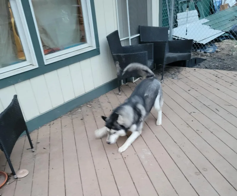 Riff & Raff thumbnail 4