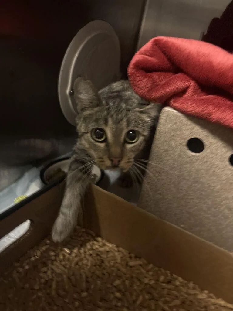 An adult medium-sized female Tabby (Brown / Chocolate) Domestic Short Hair cat named Mollywhop for adoption in Cincinnati, OH