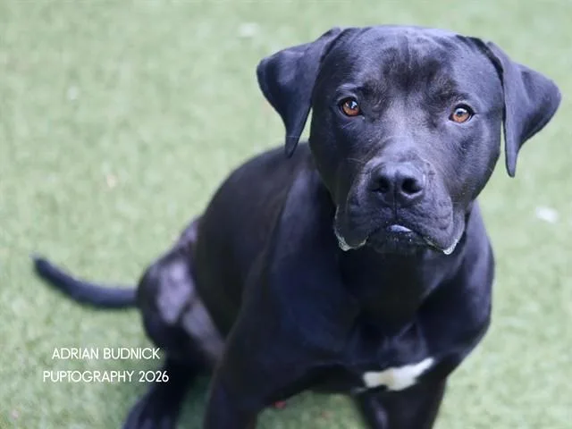 An adult large-sized male Mixed Breed dog named Philly for adoption in Nashville, TN