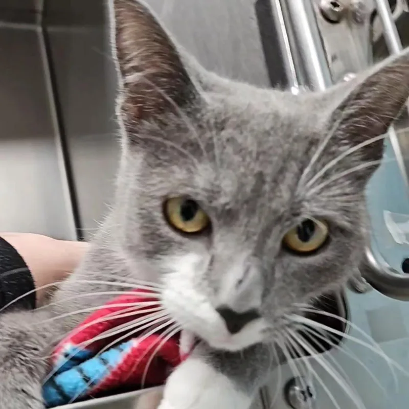 A young small-sized female Gray / Blue / Silver Domestic Short Hair cat named Choir for adoption in Roanoke, VA