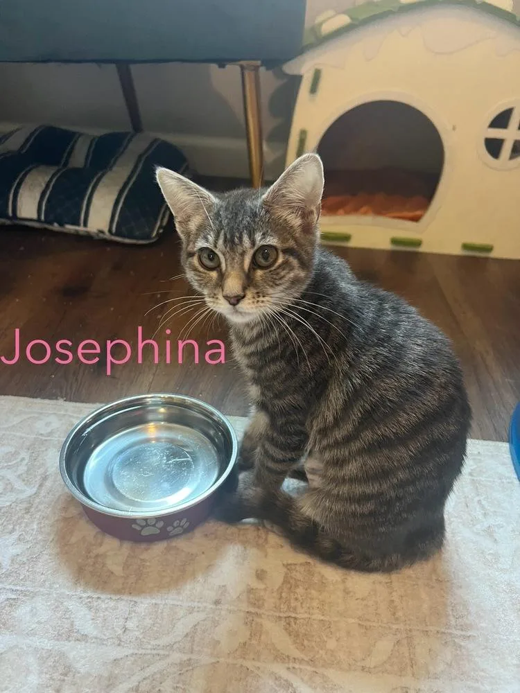 Josephina thumbnail 2