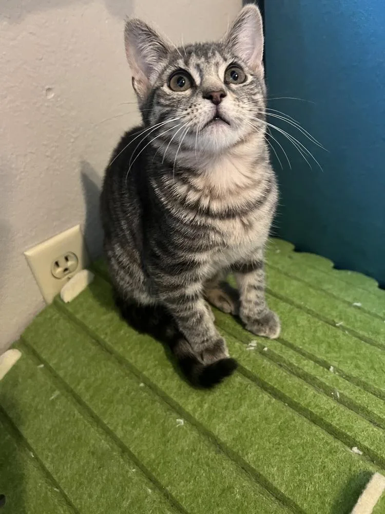 Josephina thumbnail 3