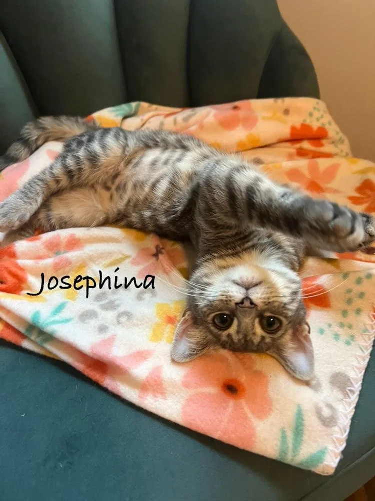 Josephina thumbnail 4