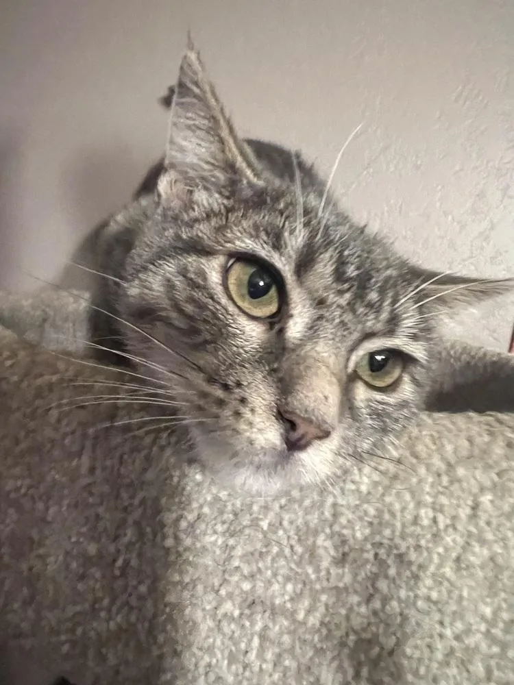 Josephina thumbnail 5