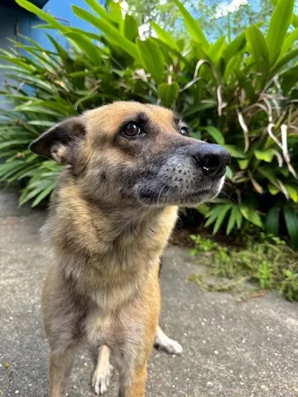 An adult large-sized female German Shepherd Dog dog named Mouse for adoption in New Orleans, LA