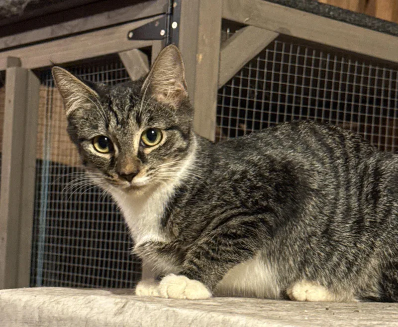 A young medium-sized female Gray / Blue / Silver Domestic Short Hair cat named Marnie for adoption in Pittsboro, NC