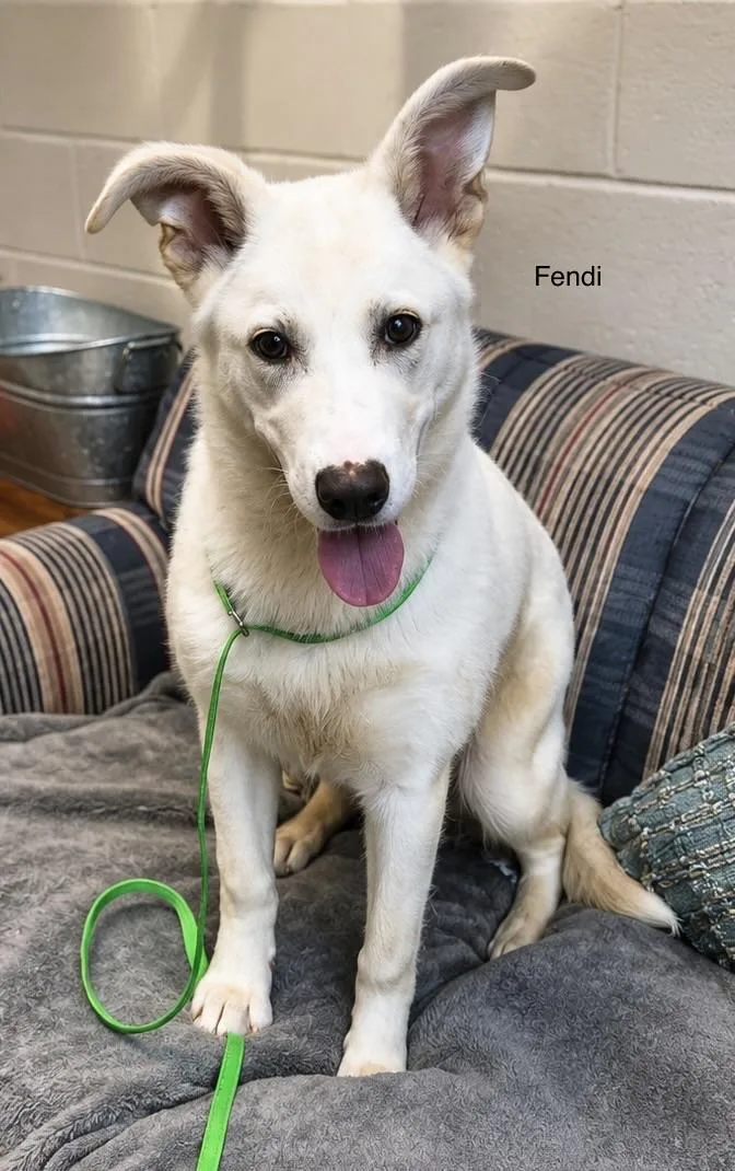 A young large-sized male German Shepherd Dog dog named Fendi for adoption in Rome, GA