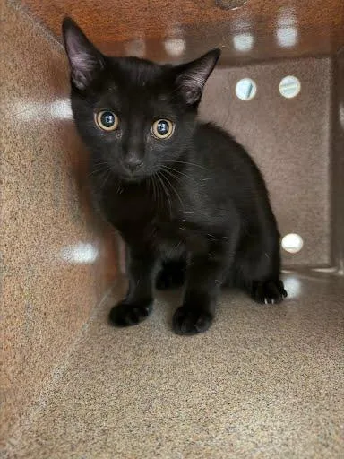 A baby small-sized female Domestic Short Hair cat named Sugar Bear for adoption in Washington, DC