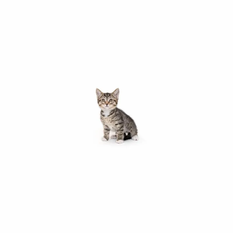 A baby small-sized female Brown / Chocolate Domestic Short Hair cat named Hot Frito for adoption in Playa Vista, CA