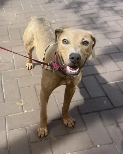 A young medium-sized male Mixed Breed dog named Angelo for adoption in Washington, DC