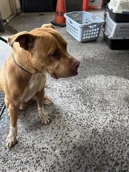 An adult large-sized male Pit Bull Terrier dog named Hank for adoption in Honolulu, HI