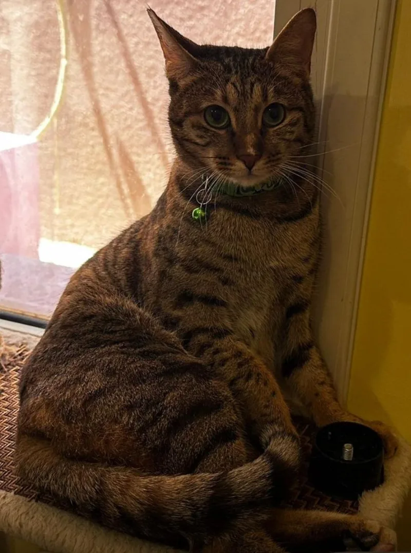 A young medium-sized female Bengal cat named Amal for adoption in Snow Hill, MD