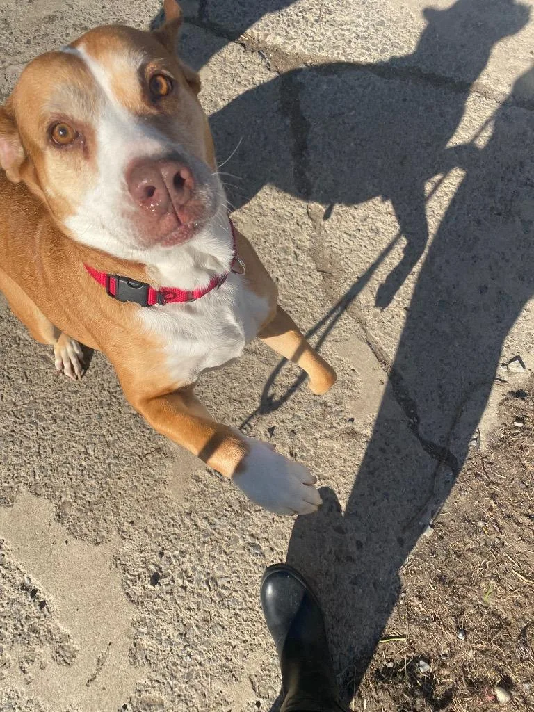 A senior small-sized female Pit Bull Terrier dog named Cookie for adoption in Pine Grove, PA