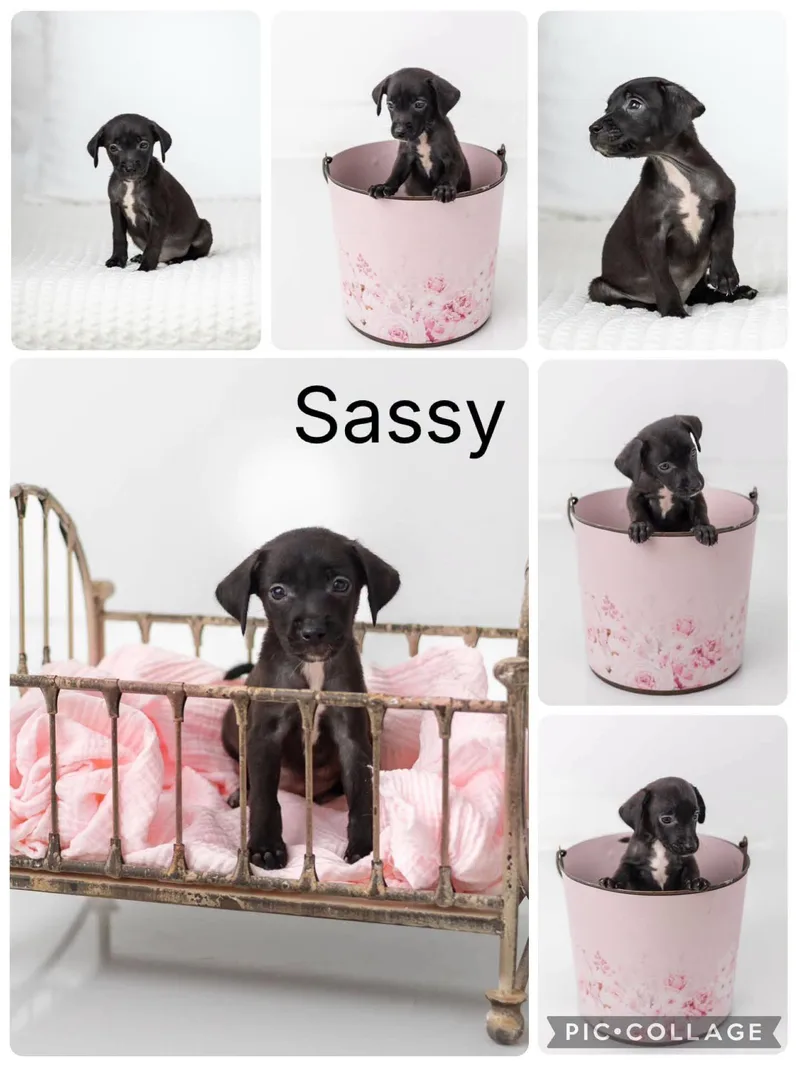 Sassy