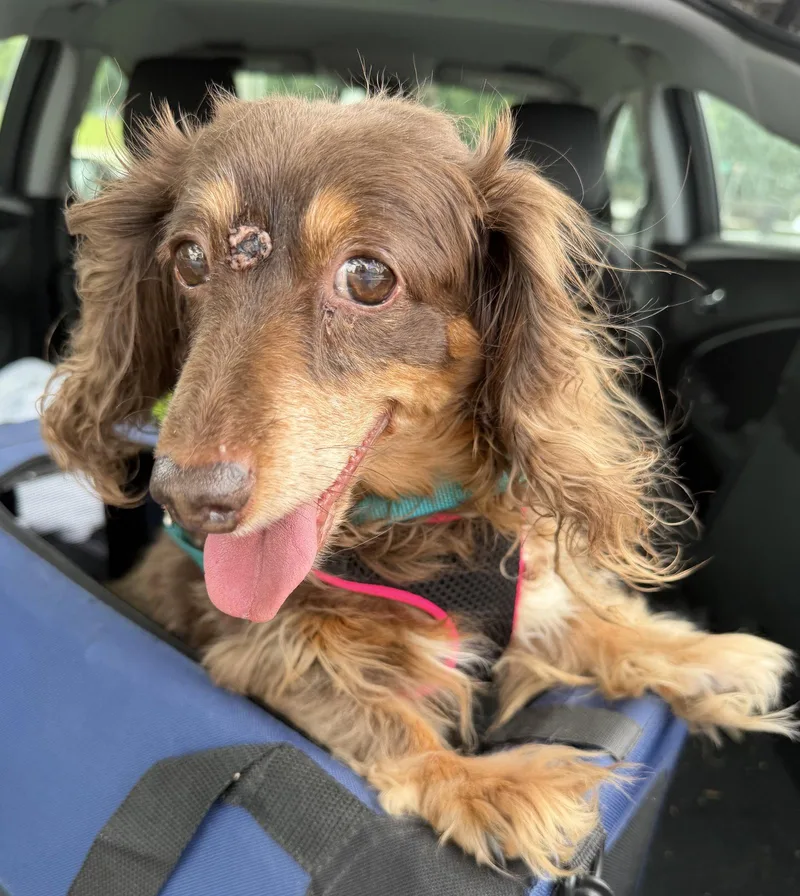 A senior small-sized female Dachshund dog named Maizy Novella for adoption in Alpharetta, GA