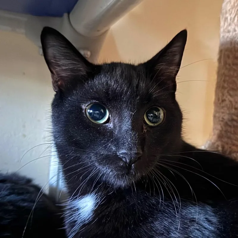 A young medium-sized male Black Domestic Short Hair cat named Ian for adoption in Salisbury, MA