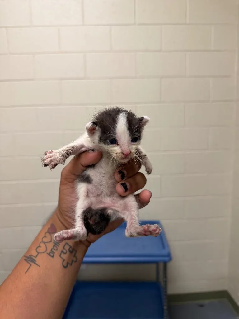 A baby small-sized male Domestic Short Hair cat named 2026-06-102 for adoption in Winder, GA