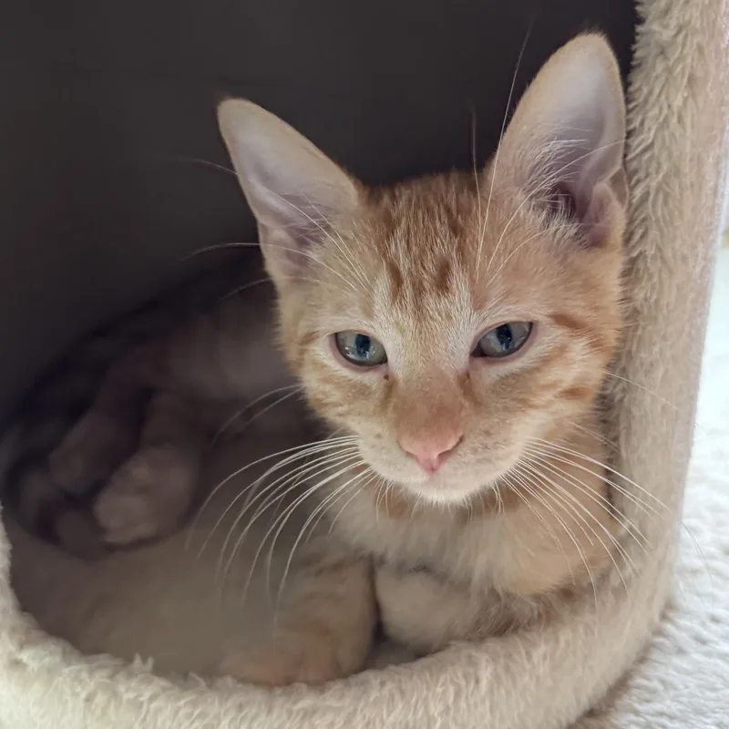 A baby medium-sized male Tabby (Orange / Red) Domestic Short Hair cat named Jackfruit for adoption in Renton , WA