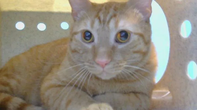 An adult large-sized male Domestic Short Hair cat named Pumpkin for adoption in Gardena, CA