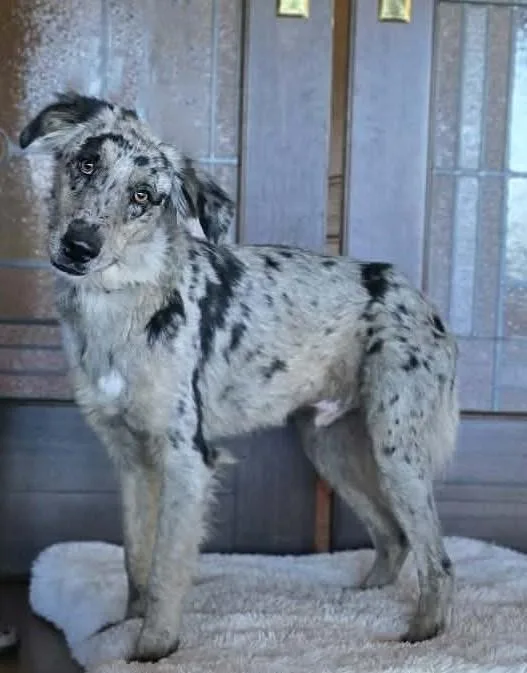 Huckleberry Finn thumbnail 4