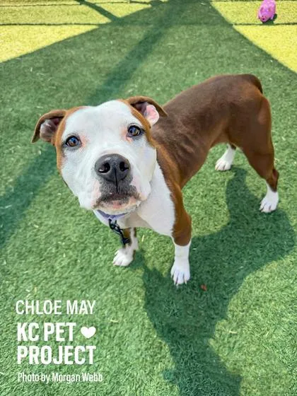 An adult large-sized female Brown / Chocolate Pit Bull Terrier dog named Chloe May for adoption in Kansas City, MO