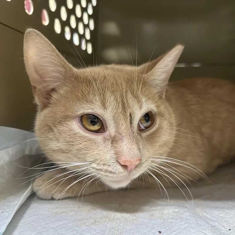 A young medium-sized female Domestic Short Hair cat named Calypso & Hermes for adoption in Clifton, NJ