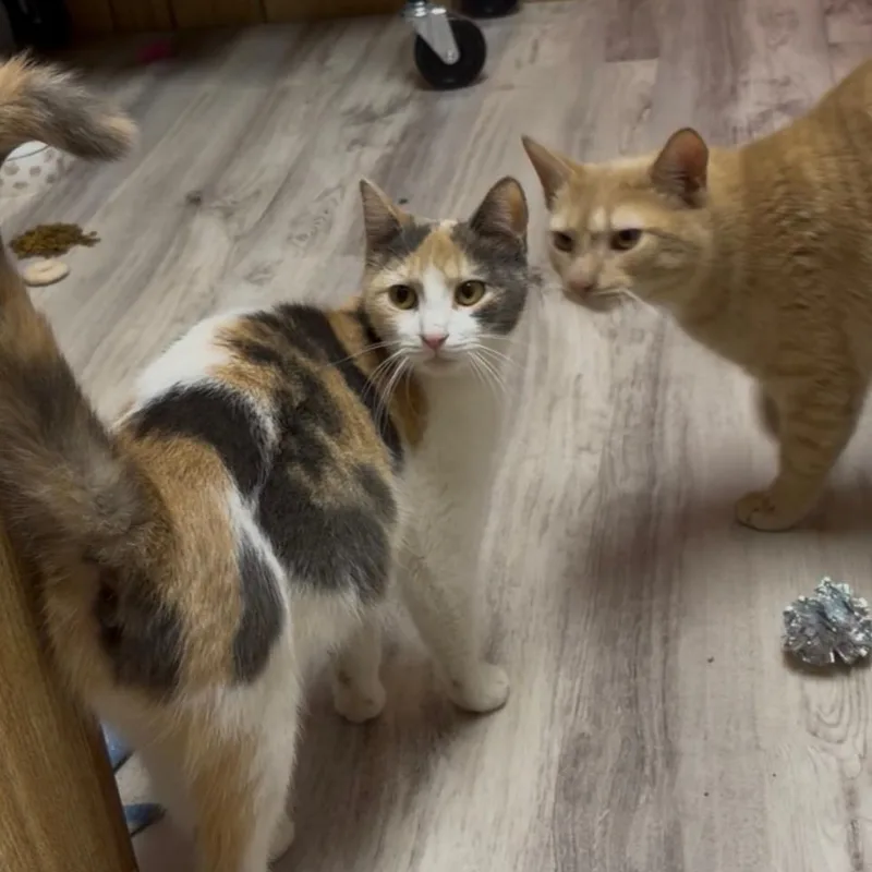 Calypso & Hermes thumbnail 2