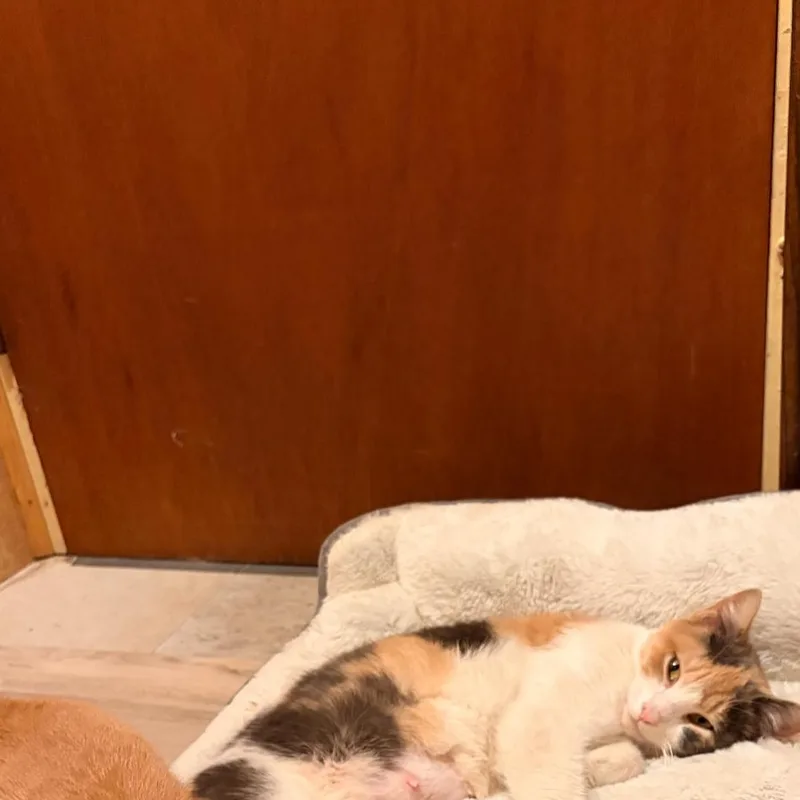 Calypso & Hermes thumbnail 3