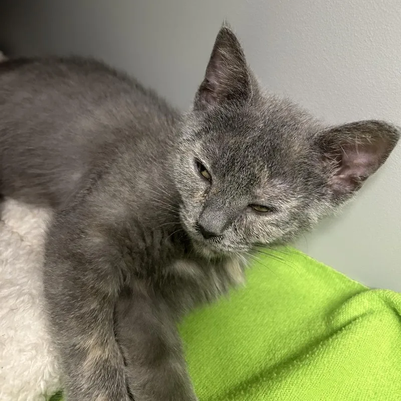 A baby small-sized female Gray / Blue / Silver Domestic Short Hair cat named Funshine Bear for adoption in Columbus, NC