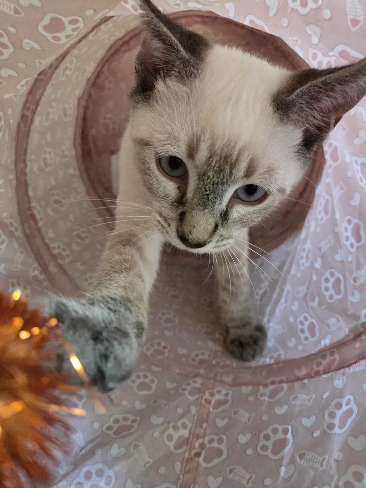 A baby small-sized male Gray & White Domestic Short Hair cat named Topher for adoption in Salisbury, NC