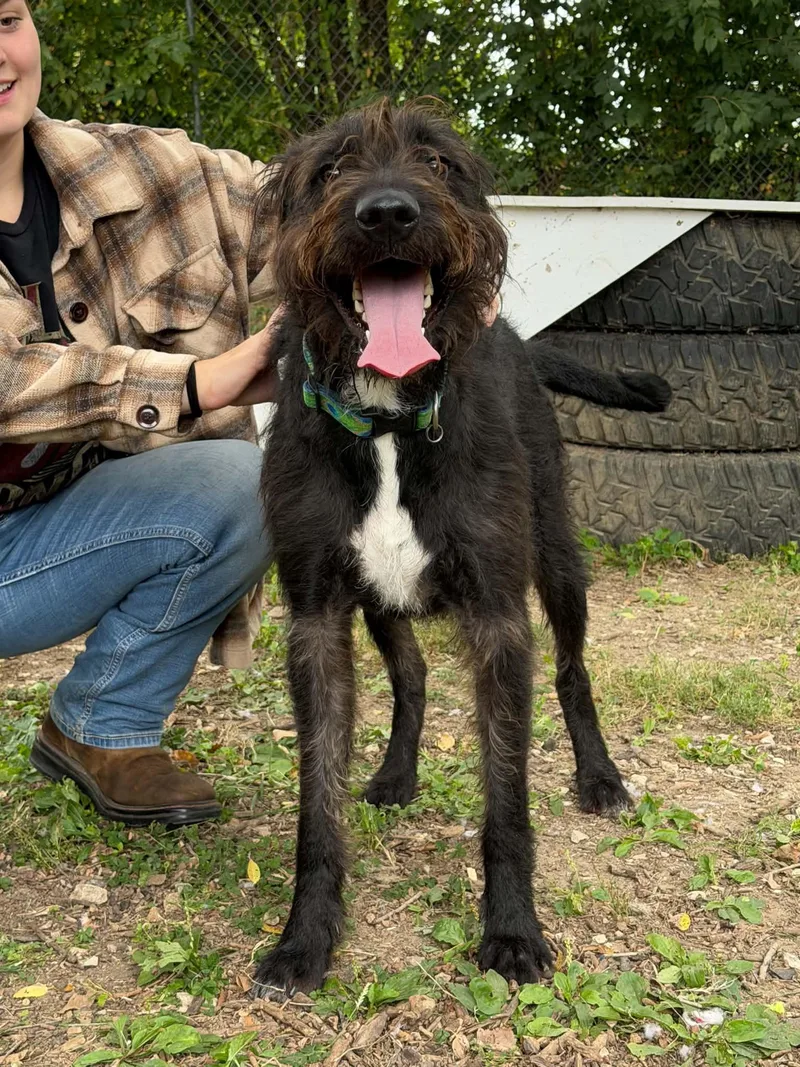 An adult medium-sized male Black Standard Poodle dog named Hagrid for adoption in Martinsville, IN