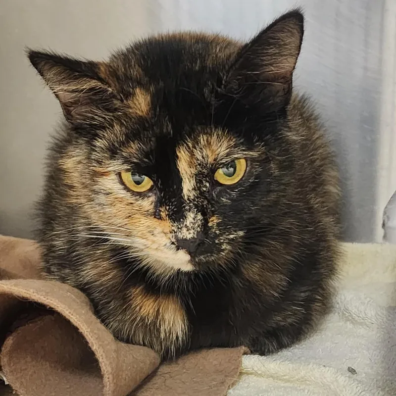 A young medium-sized female Tortoiseshell Domestic Short Hair cat named Vicky for adoption in Columbia Station, OH