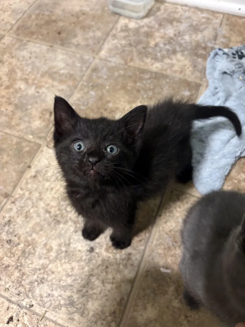 A baby medium-sized male Black Domestic Short Hair cat named Buddy Holly for adoption in Columbia, SC