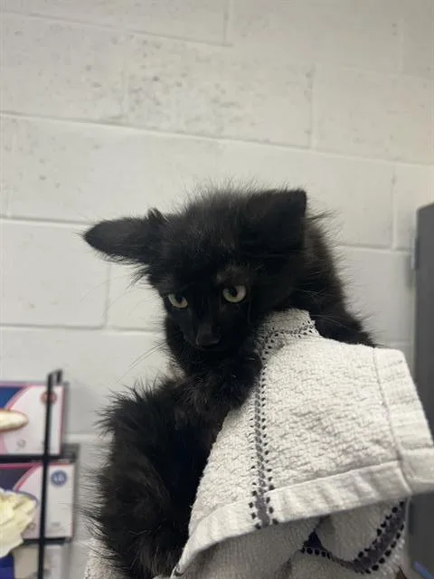 A baby small-sized male Domestic Short Hair cat named Brooks for adoption in Ocala, FL