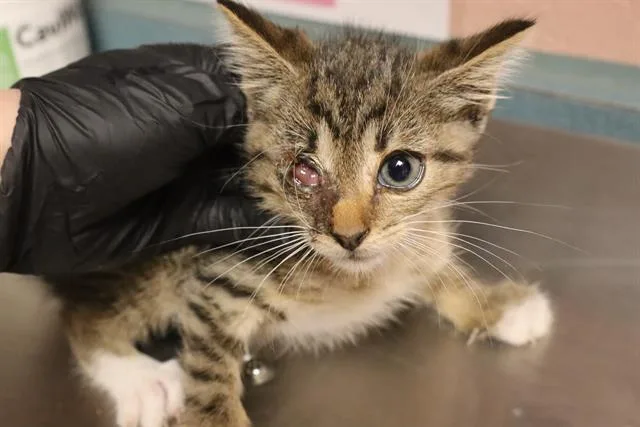 A baby small-sized male Domestic Short Hair cat named Gabe for adoption in Columbia, SC