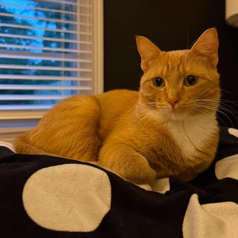 A young medium-sized female Orange / Red Domestic Short Hair cat named Aria for adoption in Wichita, KS