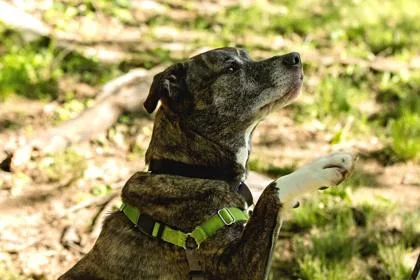 An adult large-sized female Mixed Breed dog named Skye for adoption in West Chester, PA