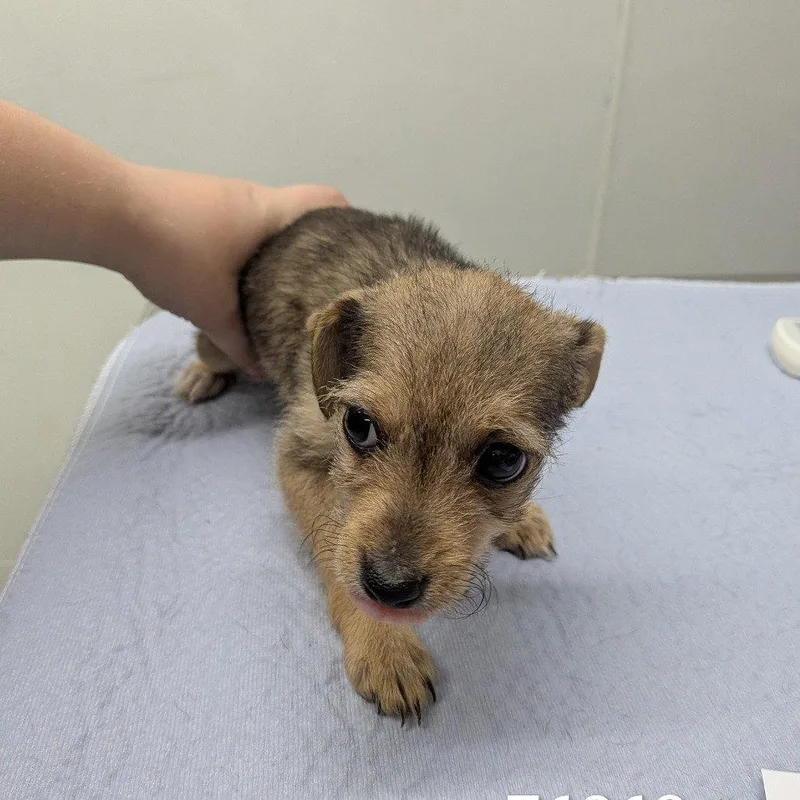 A baby small-sized female Chihuahua dog named Helena for adoption in Chico, CA