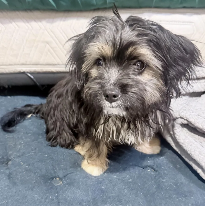 A baby small-sized male Black Havanese dog named Teddy for adoption in Sagaponack, NY