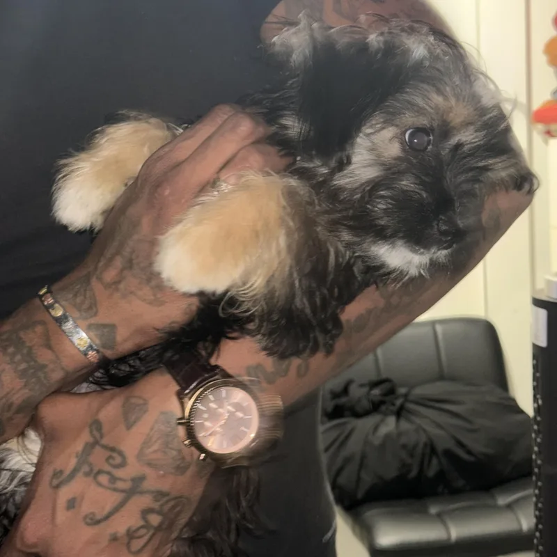 Teddy thumbnail 2