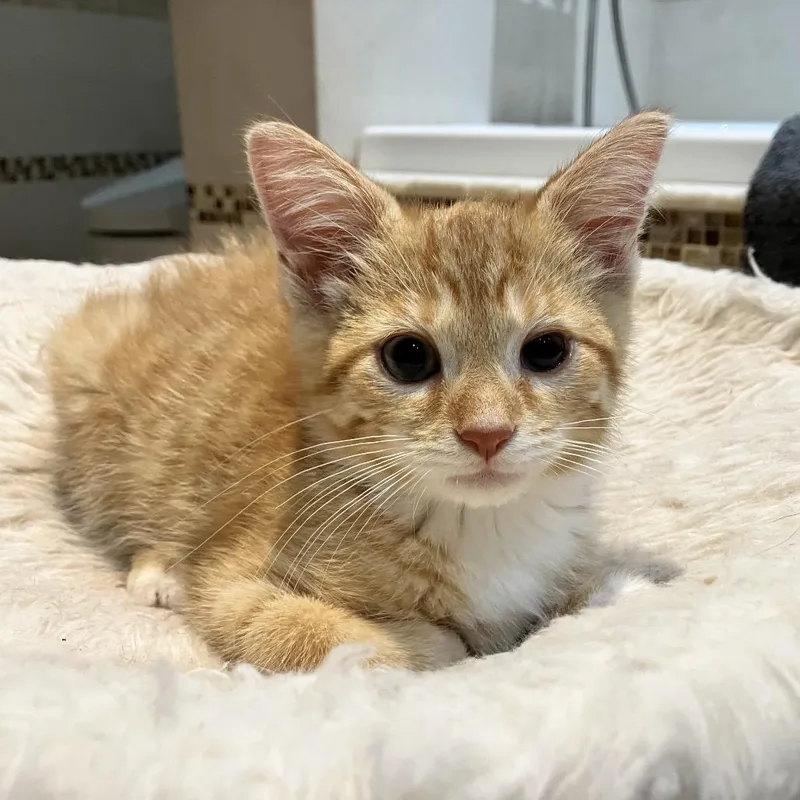 A baby small-sized male Orange / Red Domestic Medium Hair cat named Flame for adoption in Ferndale, MI