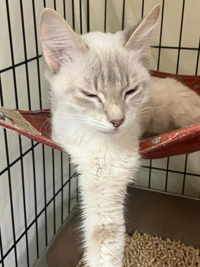 A young small-sized female Siamese cat named Luna for adoption in Lunenburg, MA