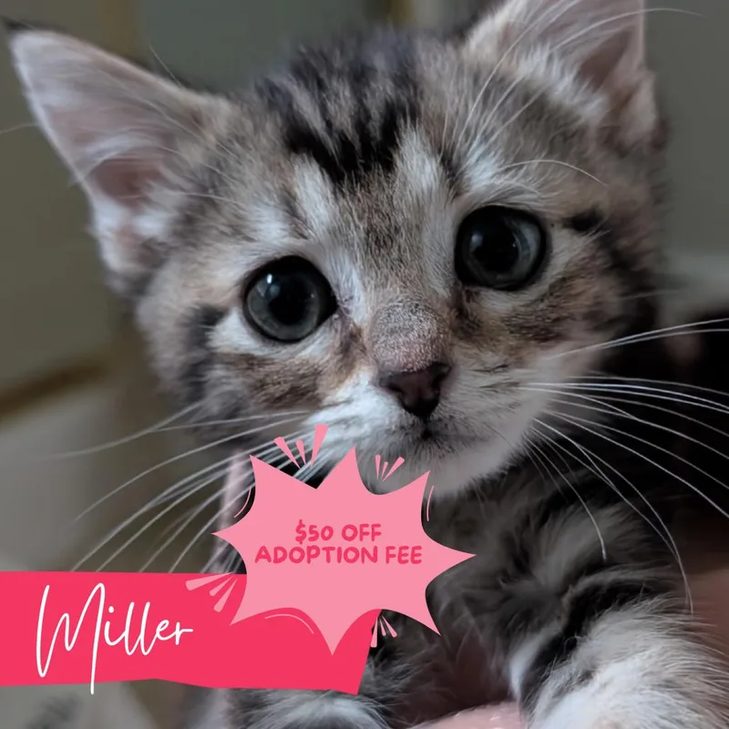 Miller thumbnail 2