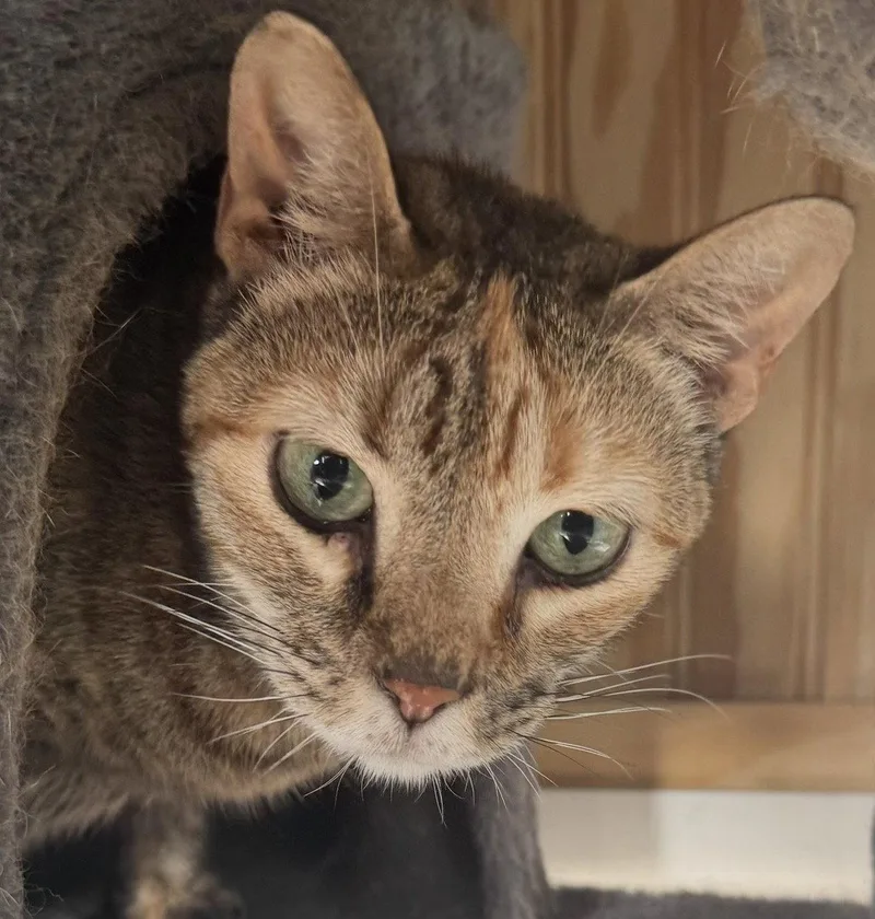 An adult medium-sized female Tabby cat named Mia for adoption in MONTGOMERY, TX