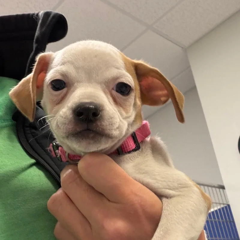 A baby medium-sized female Mixed Breed dog named Danish for adoption in Greensboro, GA
