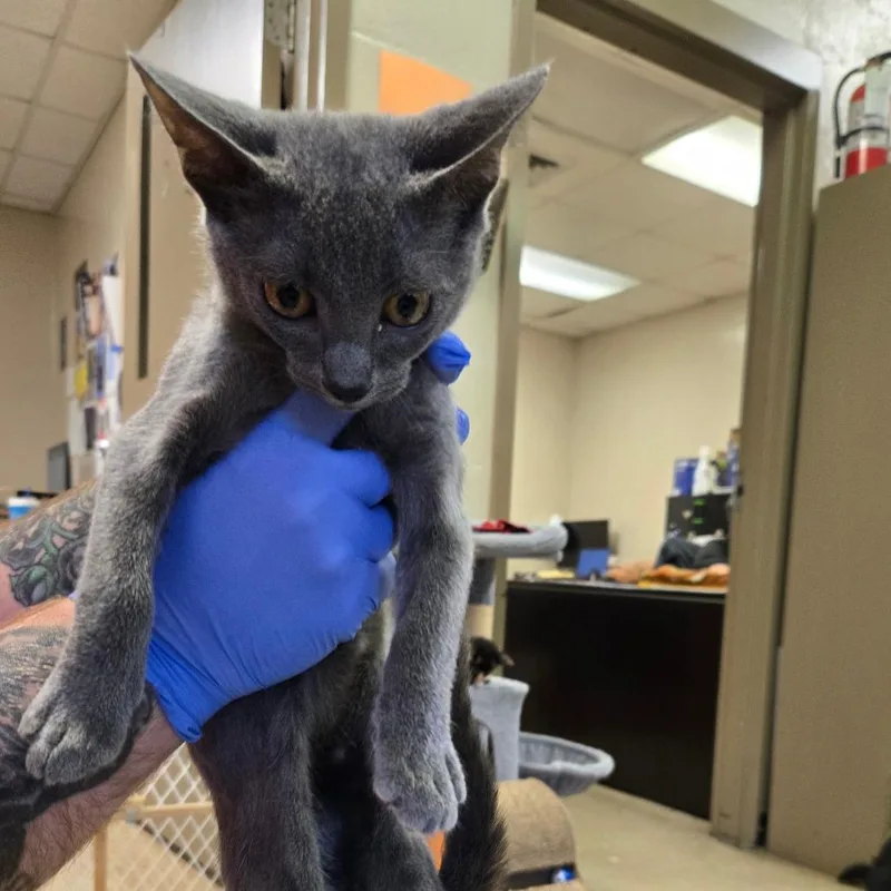 A baby small-sized female Gray / Blue / Silver Domestic Short Hair cat named Luna for adoption in Birmingham, AL