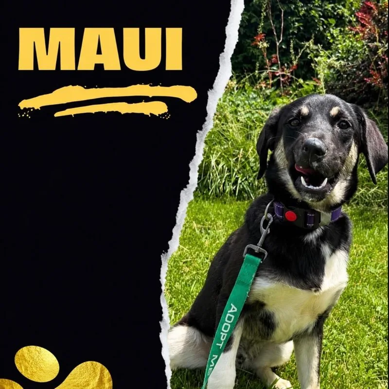 Maui thumbnail 4