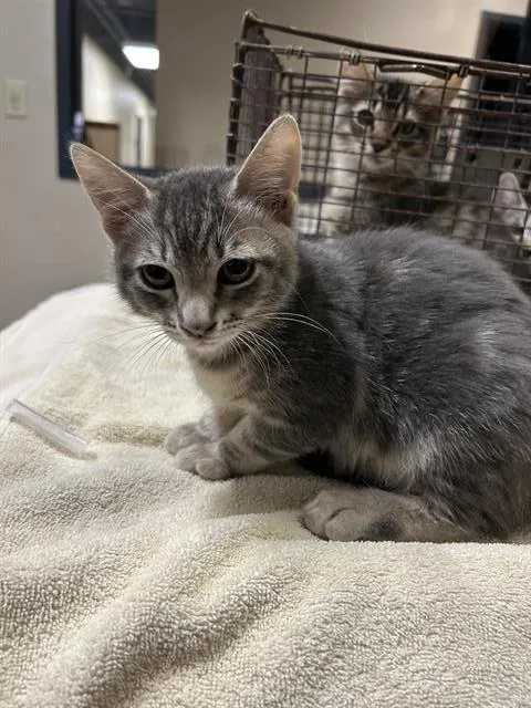 A baby small-sized female Domestic Short Hair cat named Roxy for adoption in Modesto, CA